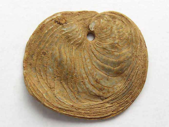 ichnofossile: biorosion de coquille fossile du jurassique Boulonnais